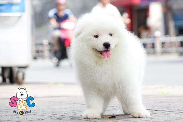 Nên mua chó samoyed ở đâu tại TPHCM
