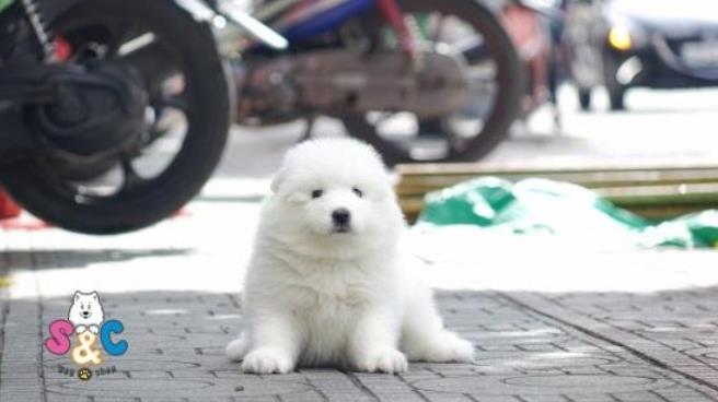 Nét độc đáo riêng của những chú chó lai samoyed