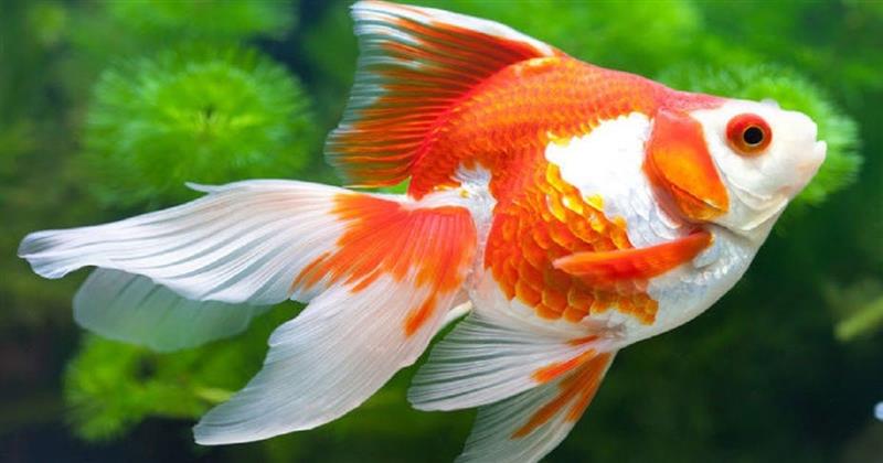 Người bán Ryukin kỳ cựu bật bí tiêu chuẩn chọn cá Ryukin chuẩn đẹp