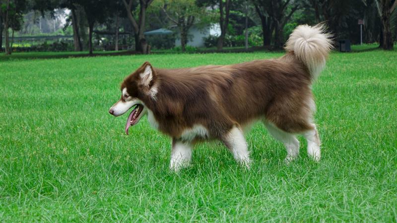Nguyên nhân khiến chó Alaska thích cắn xé đồ đạc và cách khắc phục tình trạng là gì?