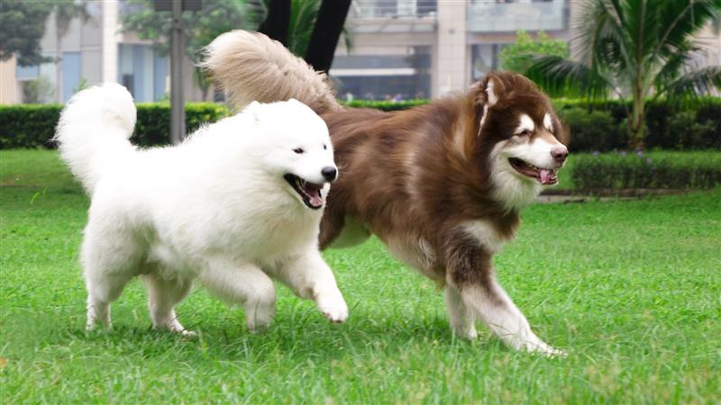 Nhận biết dấu hiệu viêm ruột ở chó Alaska và cách điều trị