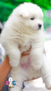 Những chú chó samoyed kéo xe vùng Seiberia