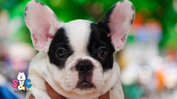 Những đặc điểm nổi bật của chó Bull Pháp