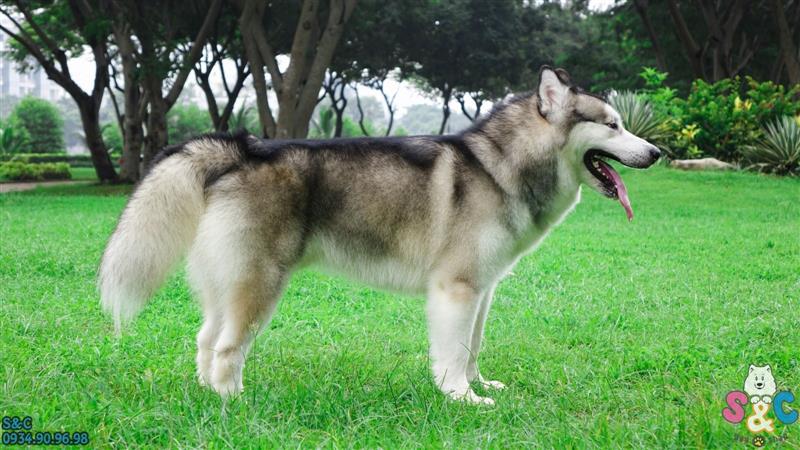 Những điều cần biết khi mua chó alaska giá rẻ