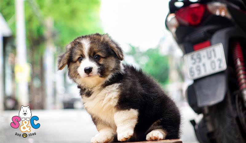 Những điều cần biết khi nuôi chó Corgi con