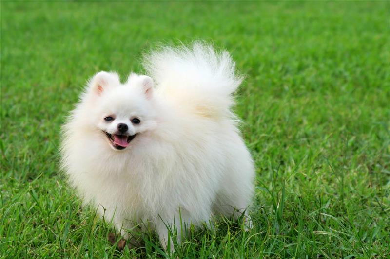 Những giống chó cảnh ít bị bệnh và dễ chăm sóc nhất 