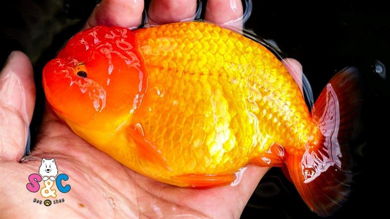 Những kinh nghiệm quý báu hướng dẫn cách cho cá ranchu đẻ 