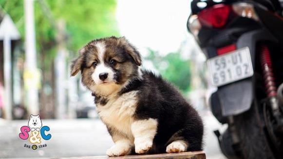 Những lưu ý cần biết khi nuôi chó Corgi con