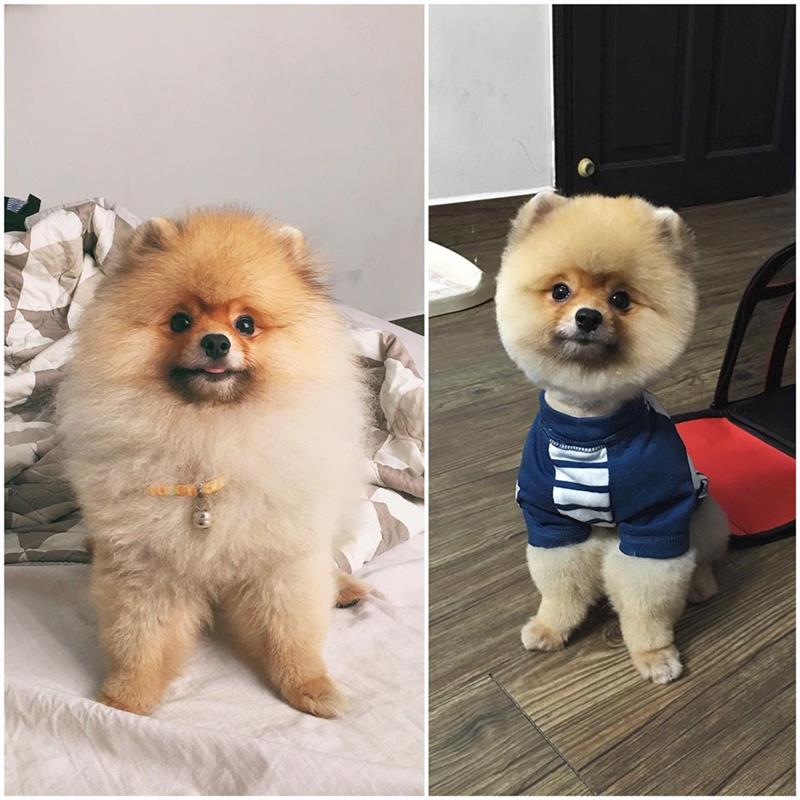 Những lưu ý khi nuôi chó phốc sóc