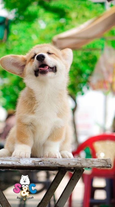 Những nét đặc tính thú vị của chó Corgi