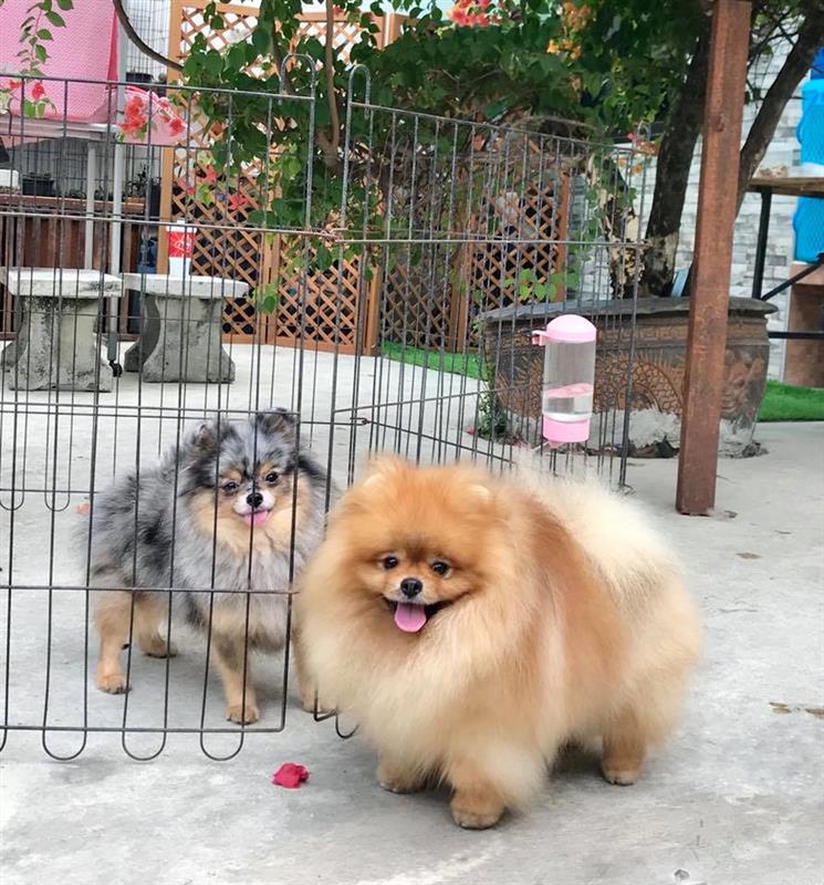 Những thức ăn cần thiết cho chó phốc sóc