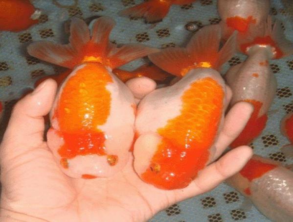 Những vấn đề cần chú ý khi nuôi cá ranchu to