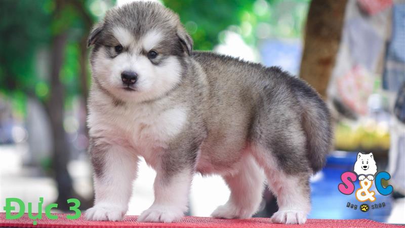 Những yếu tố cơ bản giúp phân biệt chó alaska và chó husky