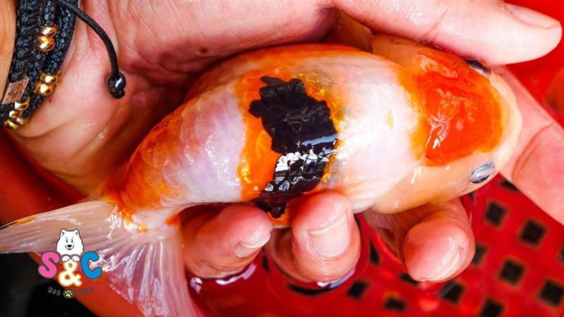 Những yếu tố quyết định sự thành công cho người nuôi Ranchu mini