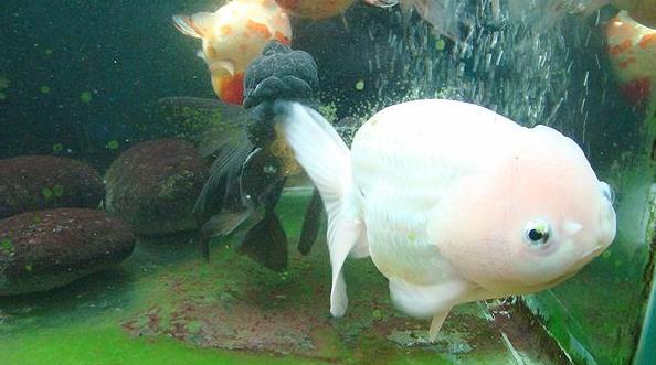Nơi mua cá ranchu HCM uy tín nhất