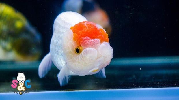 Nơi nào bán cá Ranchu hcm được khách hàng tin cậy nhất?
