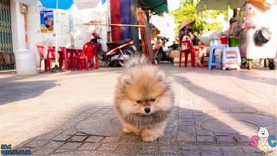 Nuôi chó phốc sóc mini khó hay dễ?