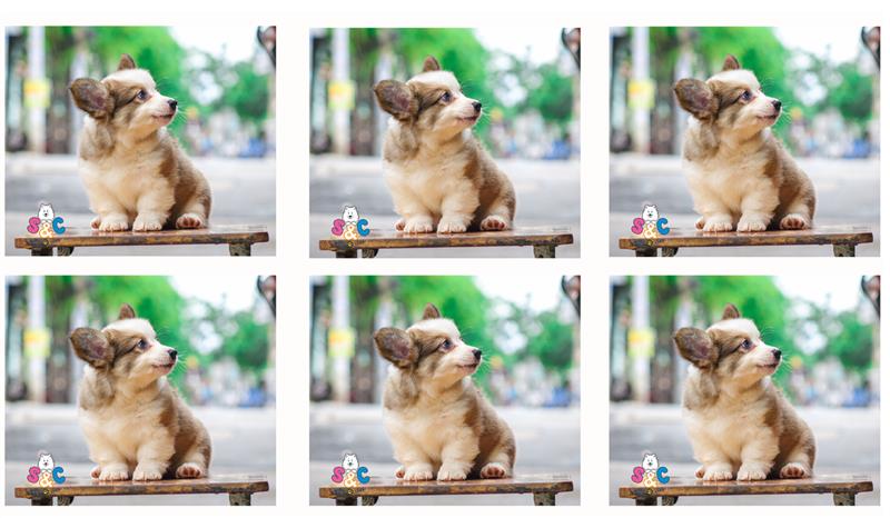 Ở đâu bán chó Corgi thuần chủng?
