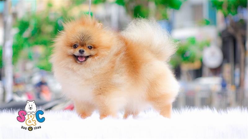 Phóc Sốc ( Pomeranian ) Của bạn Lai hay Thuần Chủng ???