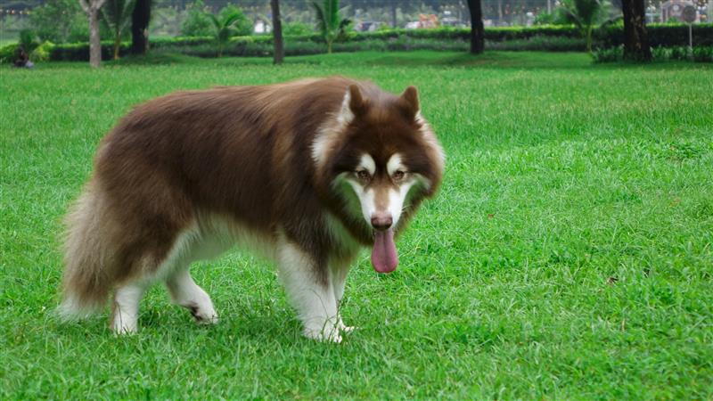 Phương pháp chữa bệnh tiêu chảy hiệu quả ở chó Alaska