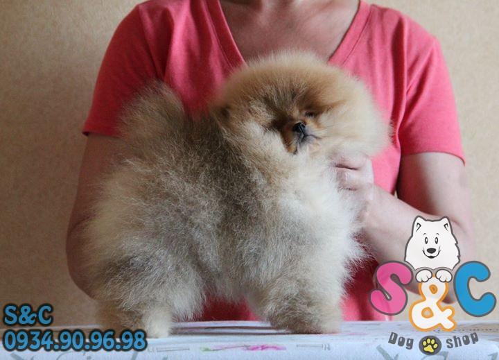 Phương pháp trị chứng biếng ăn ở chó phốc sóc
