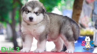 Quy trình tắm chó alaska đúng cách và những thông tin cần biết khi tắm chó alaska
