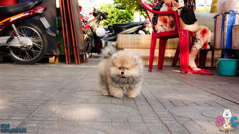 Thiết lập các quy tắc, và giới hạn cho chó Alaska, chó Phốc Sóc-vì sao và cách thực hiện?