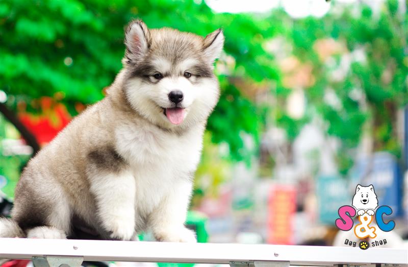 Thông tin về cung cấp dinh dưỡng hợp lý nhất cho chó và chó Alaska, chó Phốc Sóc nói riêng