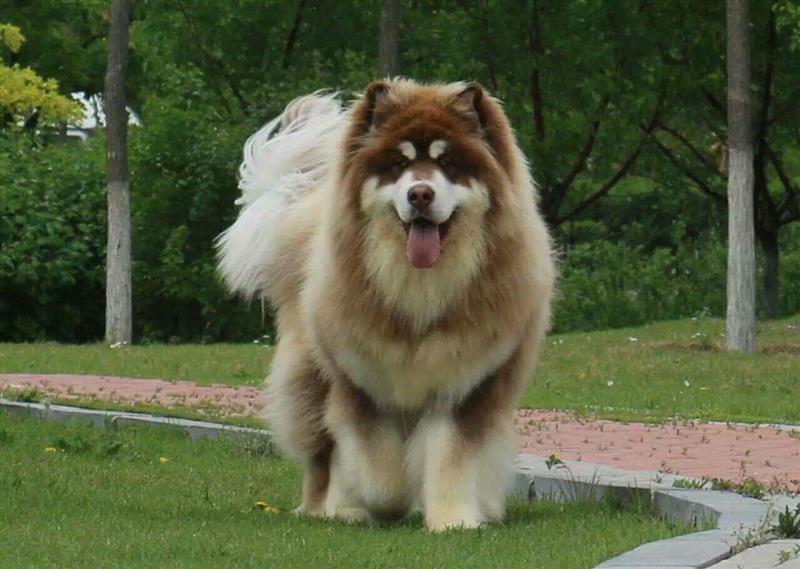 Tiết lộ địa chỉ bán chó Alaska uy tín, có bác sĩ đến tận nhà chăm sóc
