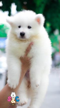 Tìm hiểu chế độ ăn của chó samoyed 1 tuổi