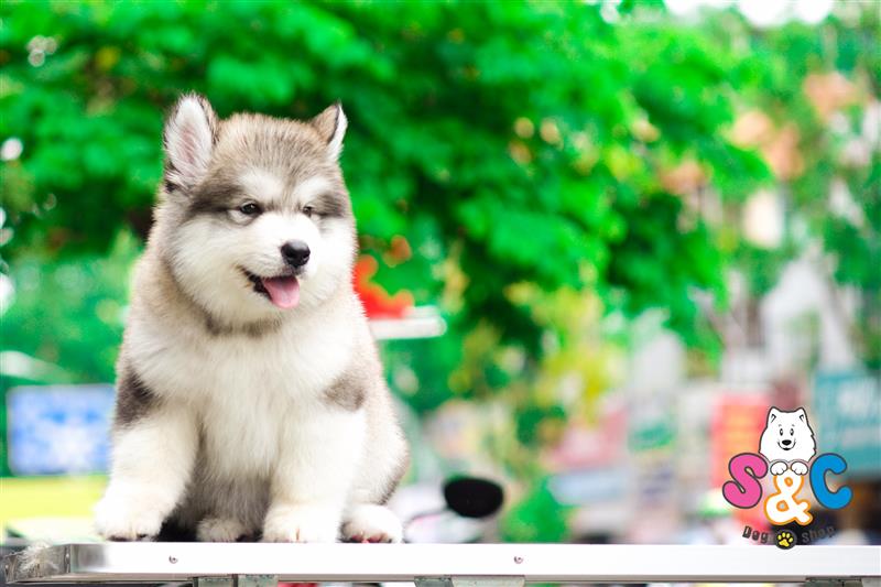 Tìm hiểu lí do khiến chó Alaska thích đào bới và chôn đồ vật dưới đất