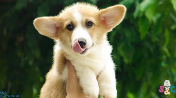 Tìm hiểu nguyên nhân về bệnh rụng lông ở chó Corgi