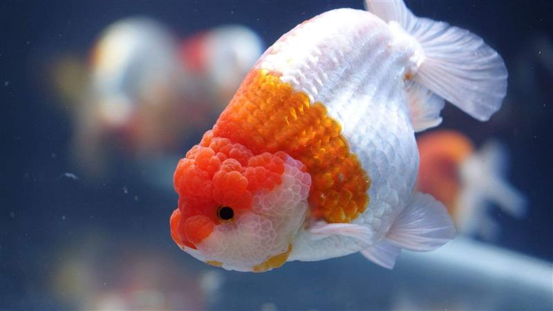 Tìm hiểu về những dòng cá ranchu - Giống cá cảnh đang được yêu thích nhất năm 2018