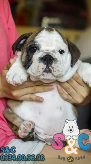 Tìm mua chó Bull Pháp chuẩn