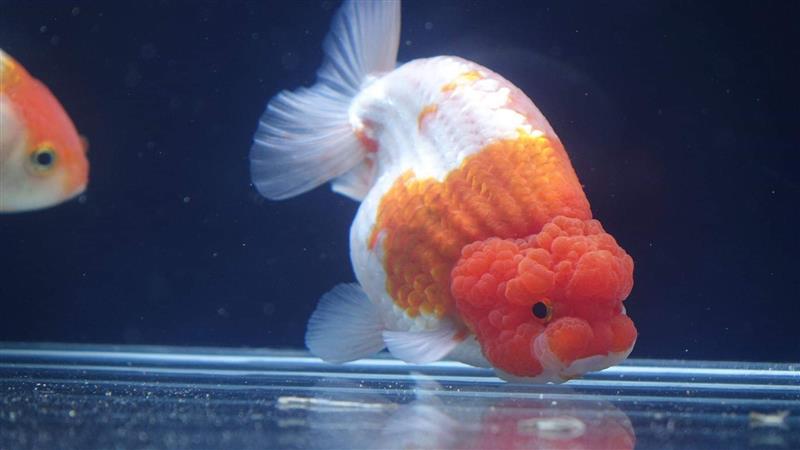 Tìm nơi bán cá vàng ranchu đẹp, chất lượng ?