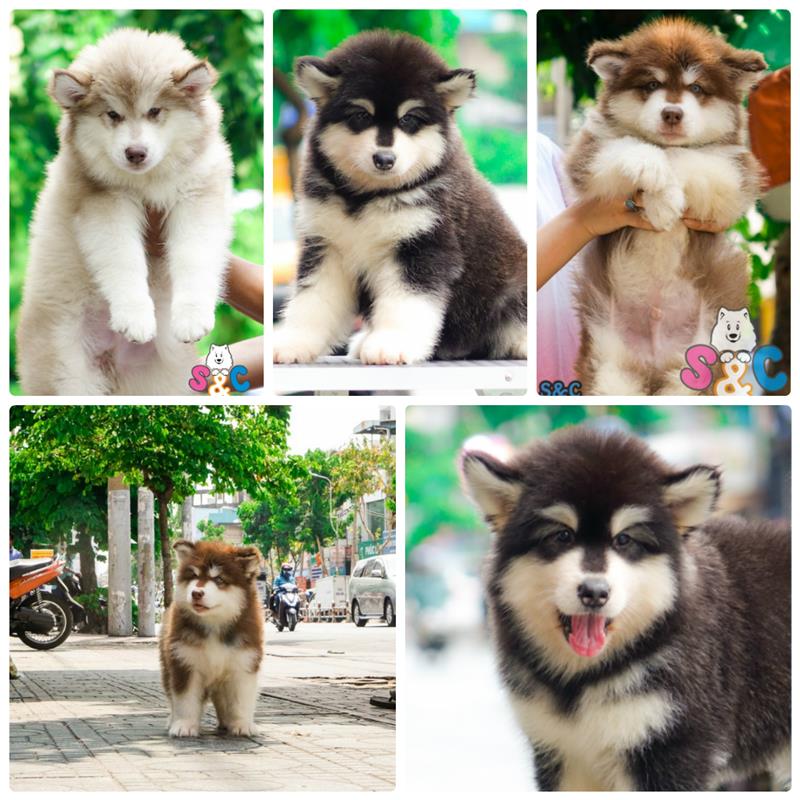 Top 4 bệnh phổ biến ở chó Alaska