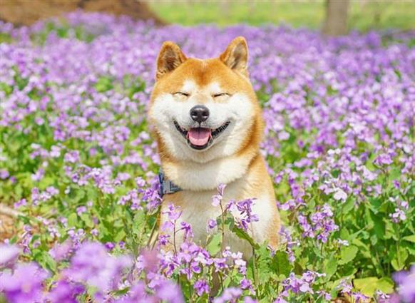 Top 5 Điều Thú Vị Về Shiba Inu Rất Ít Người Biết