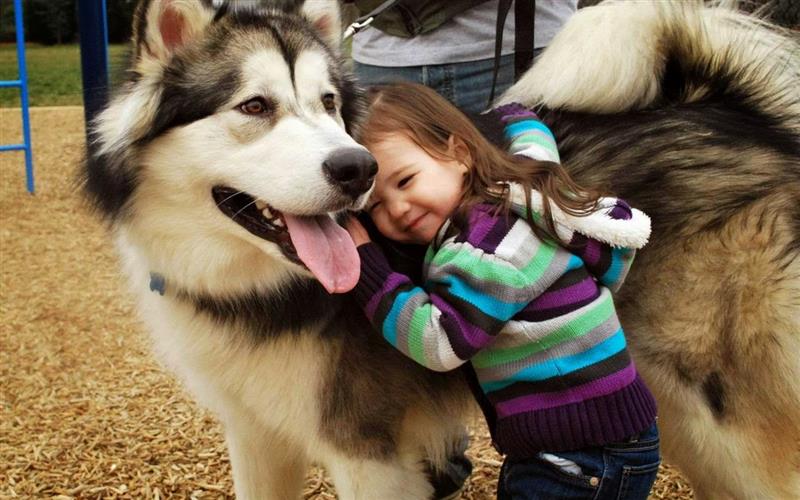 Top 5 sự thật thú vị về giống chó Alaska rất ít người biết
