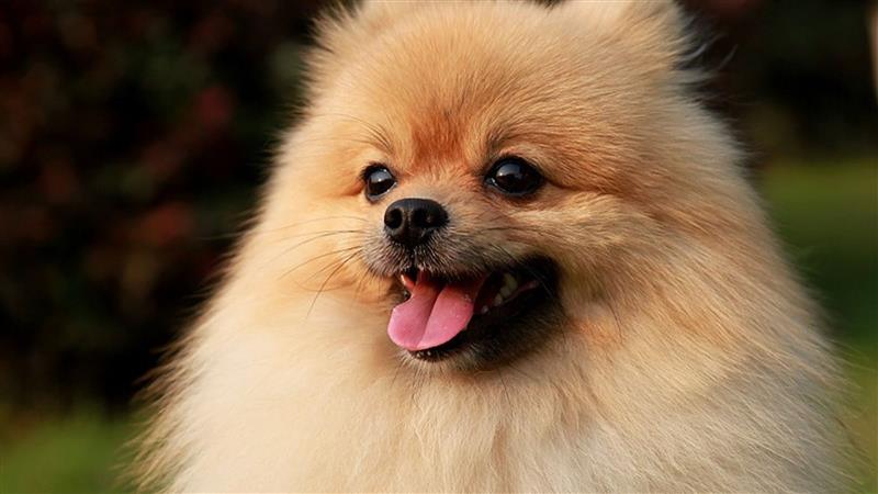 Top 7 giống chó dễ nuôi nhất thế giới