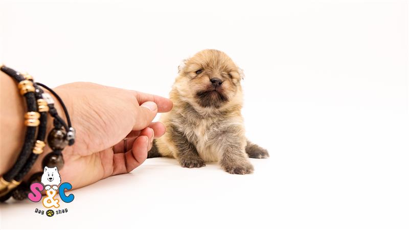 Top 7 giống chó dễ nuôi ở Việt Nam