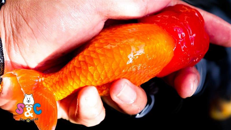 Xử lý sớm các vấn đề sức khoẻ ở dòng cá Ranchu