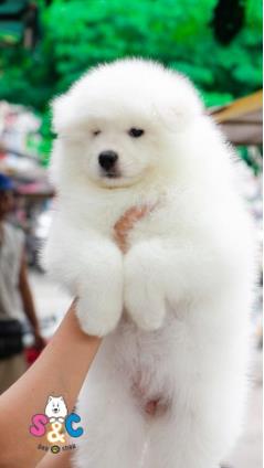 Lo ngại về mùi hôi của những chú chó samoyed là có hay không