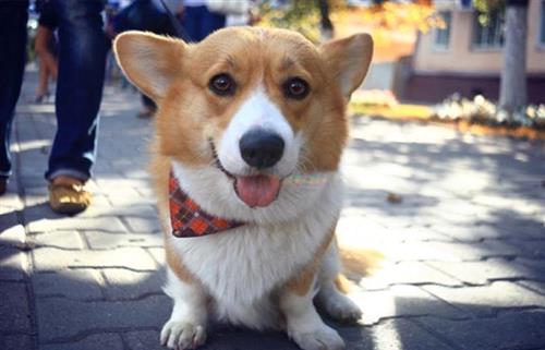 Lý giải những tính cách của chó Corgi khiến ai cũng muốn cưng