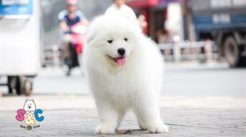 Mách bạn giá 1 chú chó samoyed là bao nhiêu ?
