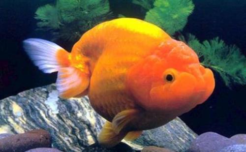 Mách bạn nơi bán cá ranchu ở Hà Nội 