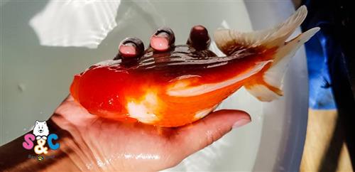 Một số lỗi cần tránh khi chọn mua cá vàng Oranda
