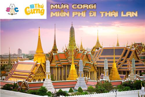 Mua 1 Corgi - Tặng 1 Cặp Vé Thái Lan 