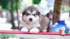 Mua chó alaska con ở đâu uy tín giá rẻ tại TP.HCM