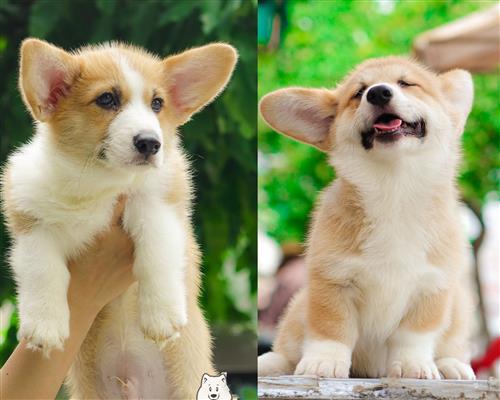 Mua chó Corgi ở đâu thuần chủng 100%