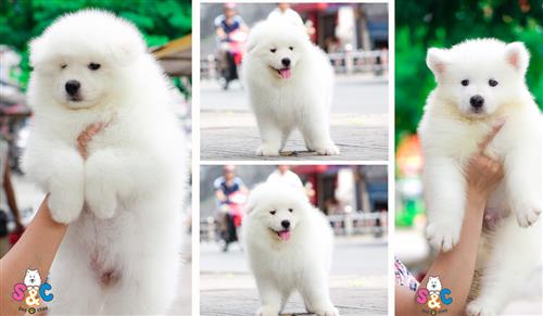 Mua chó samoyed con ở đâu uy tín TPHCM – Giá bao nhiêu?